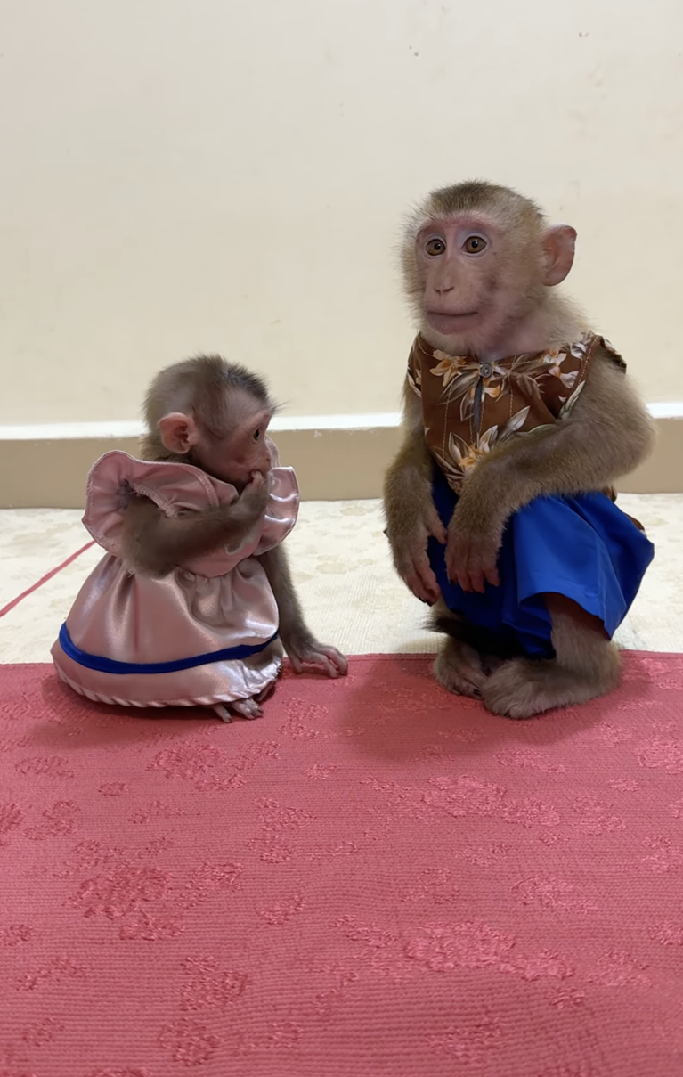 🥰 Aww! Baby Linda Calls PoPo to Come Play With Her 🐒❤️ | The Cutest Little Invitation to Play!