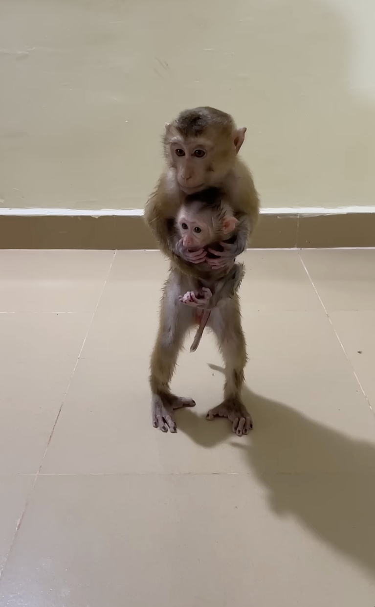 🥰❤️ MOM CARES FOR BABY CHICHI SO MUCH! 🐒💕 | The Sweetest Mother-and-Baby Moment Filled With Love, Care, and Tender Affection