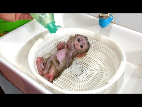 Bath Time for a Baby Monkey: A Sink, a Basket, and a Lot of Patience