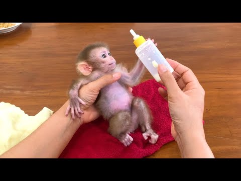 A Day in the Life of Baby Monkey Koko: Bottles, Baths, and a Runny Nose