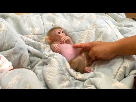 A Morning in the Life of a Baby Monkey Named Koko