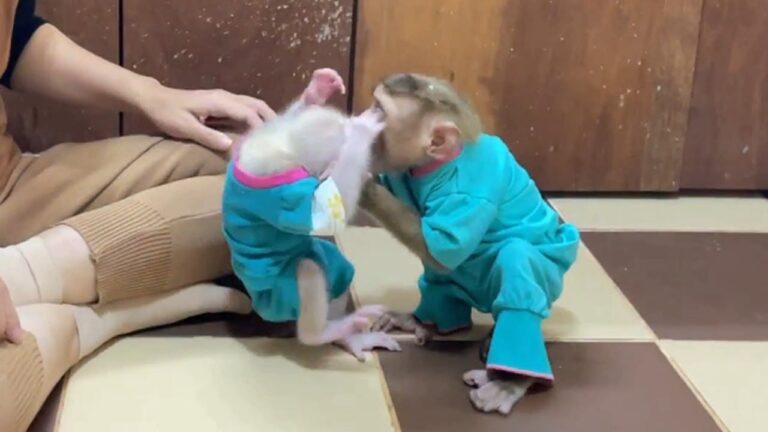 Two Baby Monkeys in Matching Outfits Share a Bottle-Feeding Moment