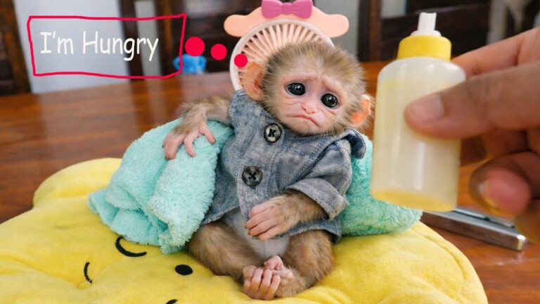 A Hungry Baby Monkey Gets Her Milk (And a Cozy Little Outfit)