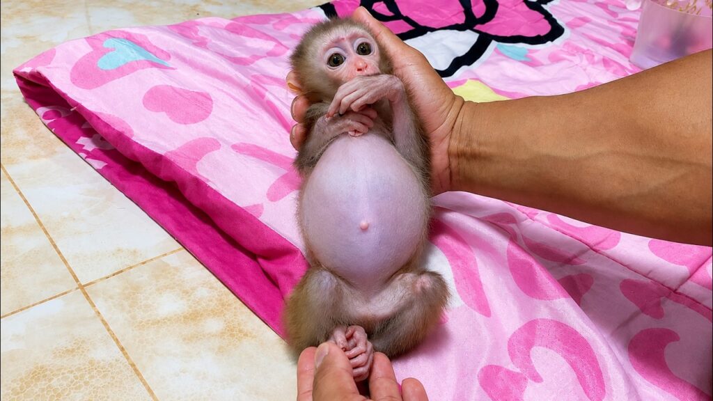 A Day in the Life of Baby Monkey Koko