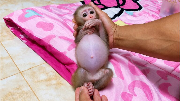A Day in the Life of Baby Monkey Koko