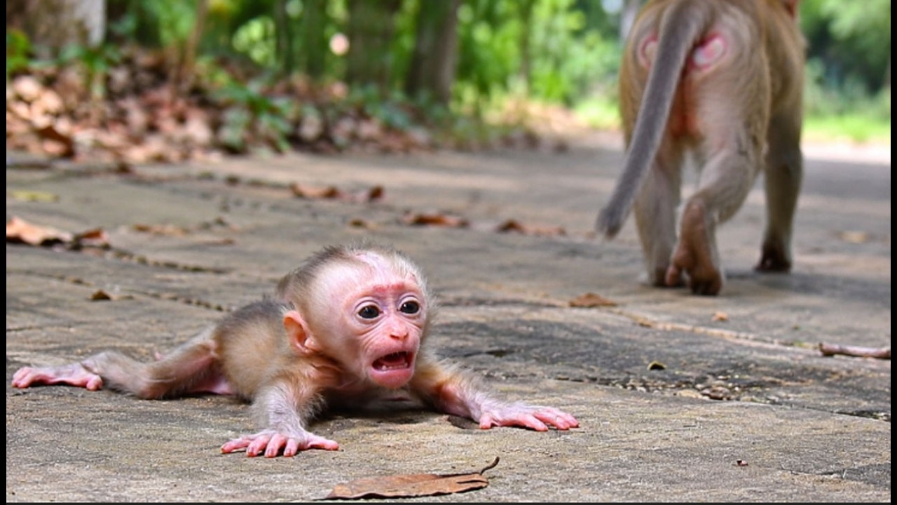 A crying baby monkey sprawled on a path as an adult monkey walks away