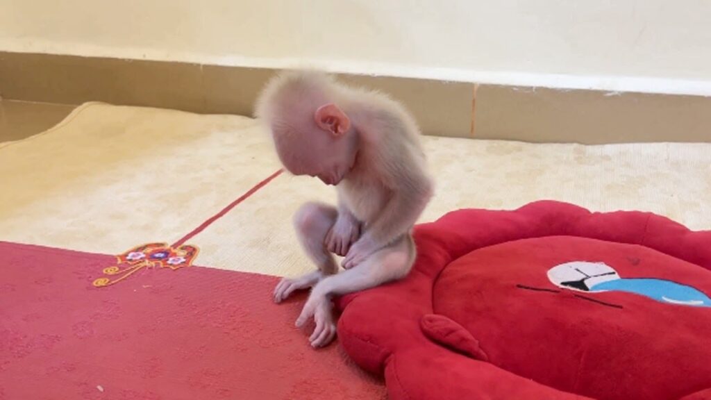 Baby Monkey PavPav Sits Still on His Little Red Cushion