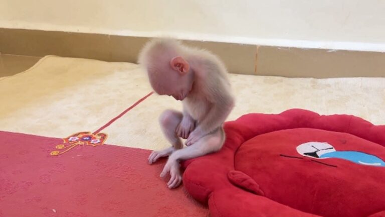 Baby Monkey PavPav Sits Still on His Little Red Cushion