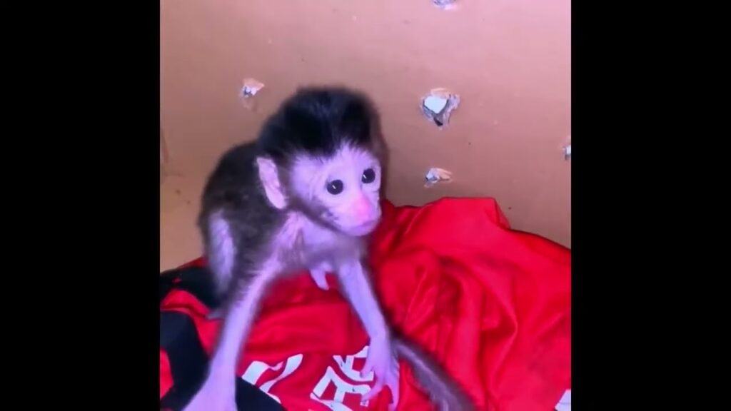 A Newborn Baby Monkey Explores a Cardboard Box Nest