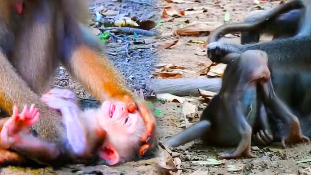 Hungry Baby Macaque Begs for Milk After Mom Says No