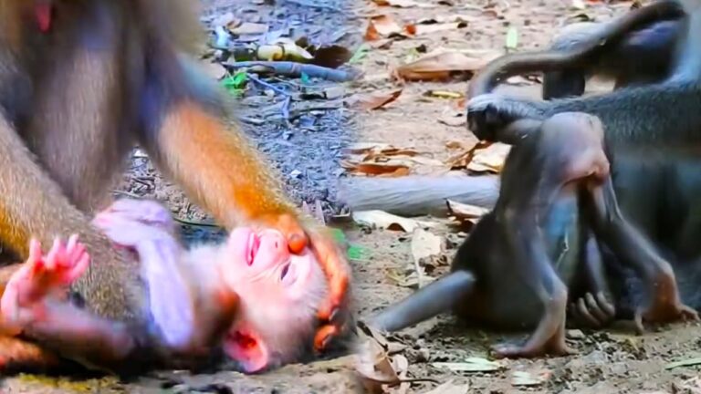 Hungry Baby Macaque Begs for Milk After Mom Says No