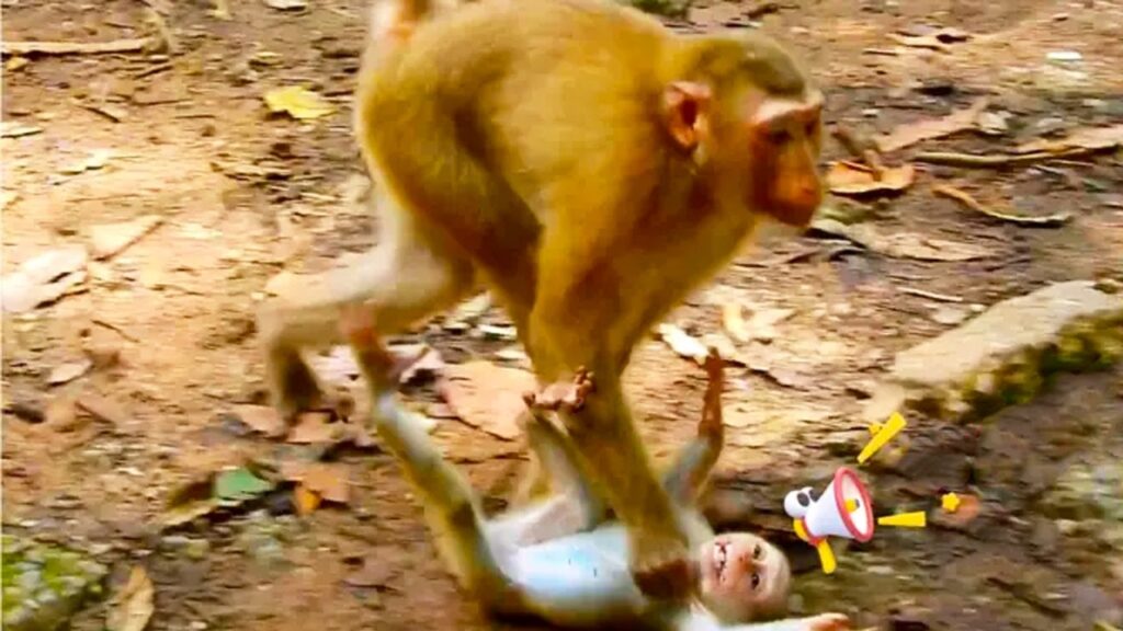 Baby Macaque's Milk Demands Push Mom to Her Limit