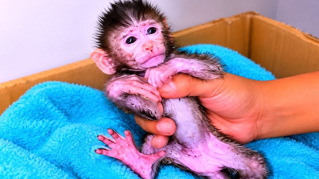 A Fragile Newborn Monkey Gets a Second Chance