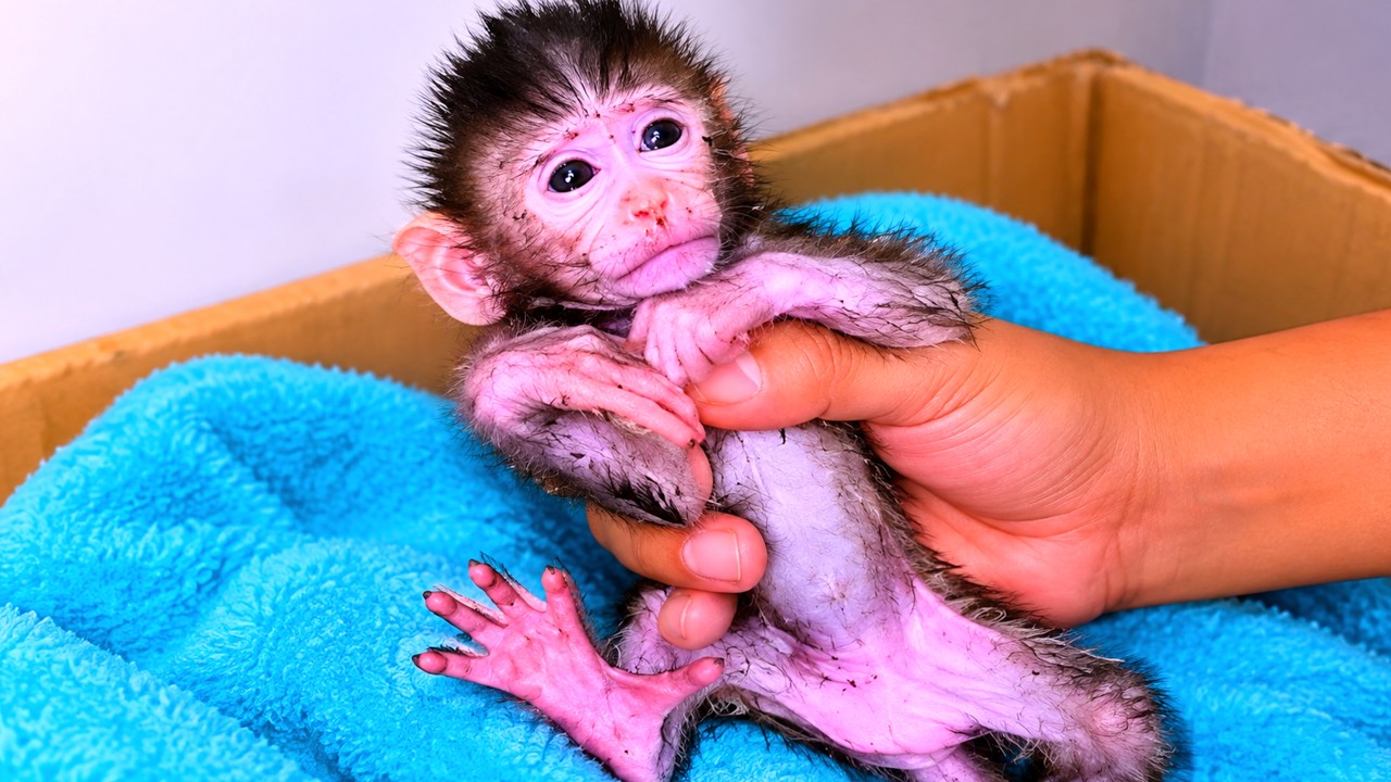 A tiny newborn monkey with damp fur is cradled gently in a caregiver's hand on a blue towel
