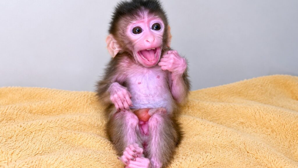 This Baby Monkey's Milk-Time Cry Is Impossible to Ignore