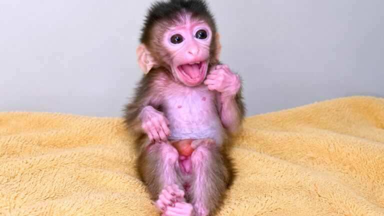 This Baby Monkey’s Milk-Time Cry Is Impossible to Ignore