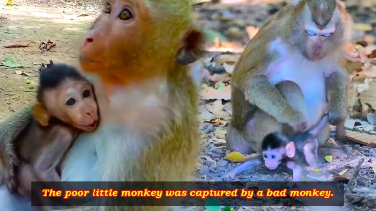 A Baby Macaque Struggles to Get Free From Another Monkey’s Grip