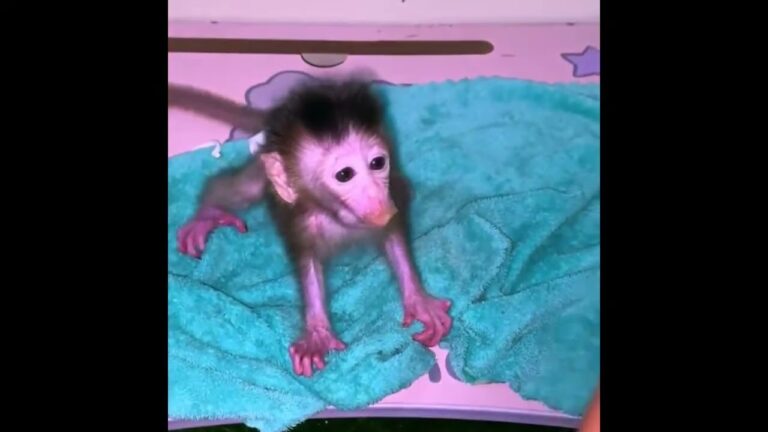 A Closer Look at a Sick Newborn Baby Monkey Learning to Stand