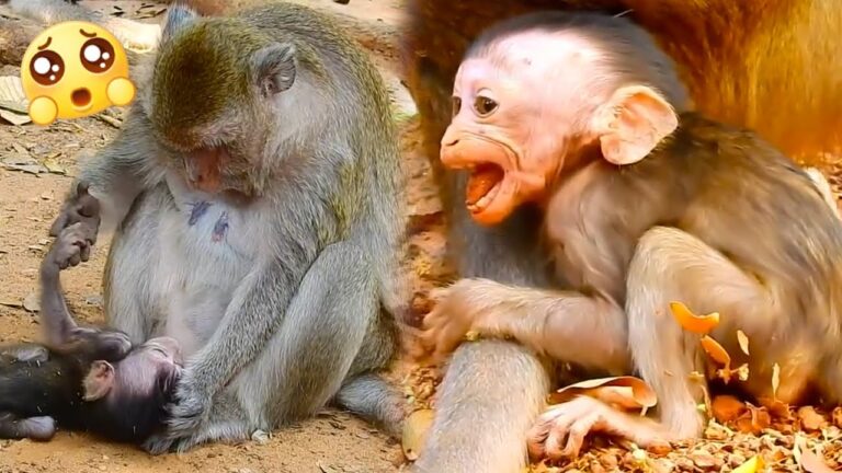 A Baby Macaque’s Rough Morning With a Strict Monkey Mom