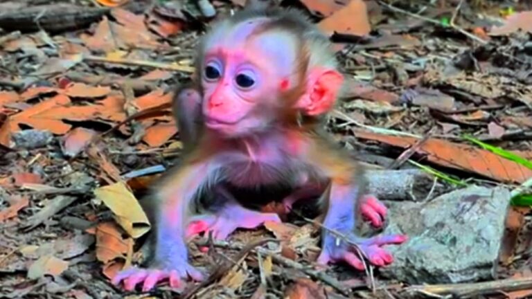 Watch a Two-Day-Old Baby Monkey Take Its Very First Steps