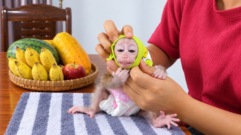 A Morning Routine: Bath Time and Fresh Fruit for a Baby Monkey