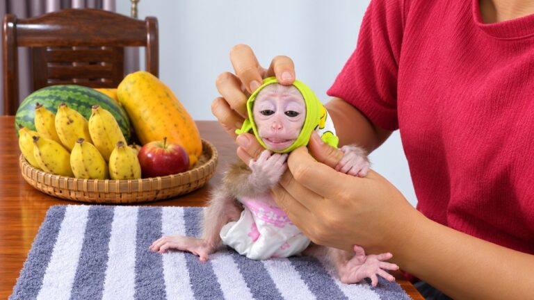 A Morning Routine: Bath Time and Fresh Fruit for a Baby Monkey