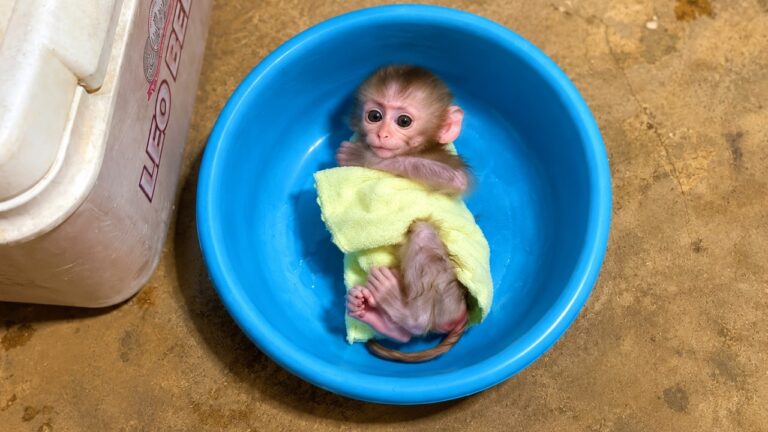 Bath Time for a Baby Monkey: Small Tub, Big Fuss