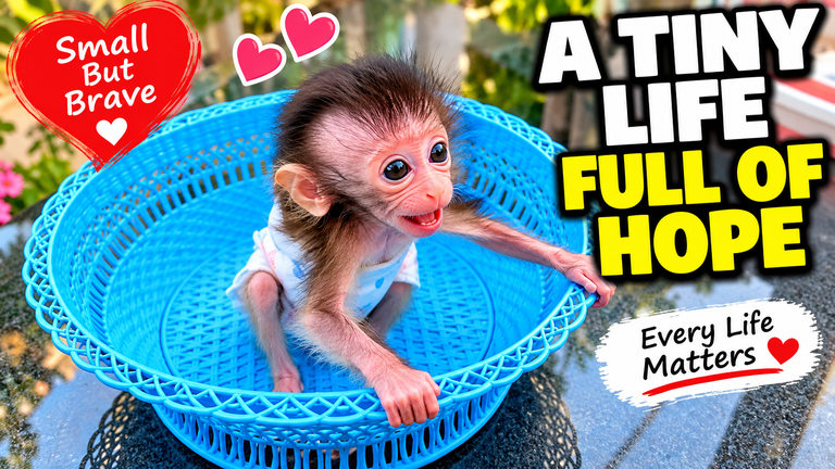 A Tiny Life Full of Hope ❤️🐒 | This Little Monkey Is So Small but So Brave!