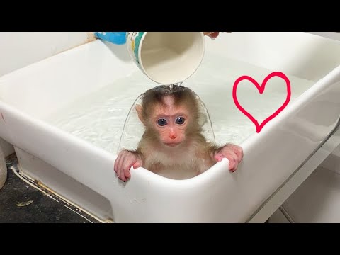 My Beautiful Baby Monkey Is Swimming! 🐒🏊❤️ | The Cutest Little Water Adventure!