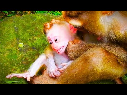 O.M.G.! Baby Leo’s Latest Weaning Progress! 🐒💔 | A Heart-Touching and Worrying Moment