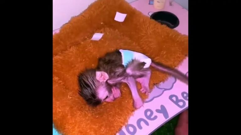 A Newborn Baby Monkey Sucks Its Hand While Waiting for a Bottle