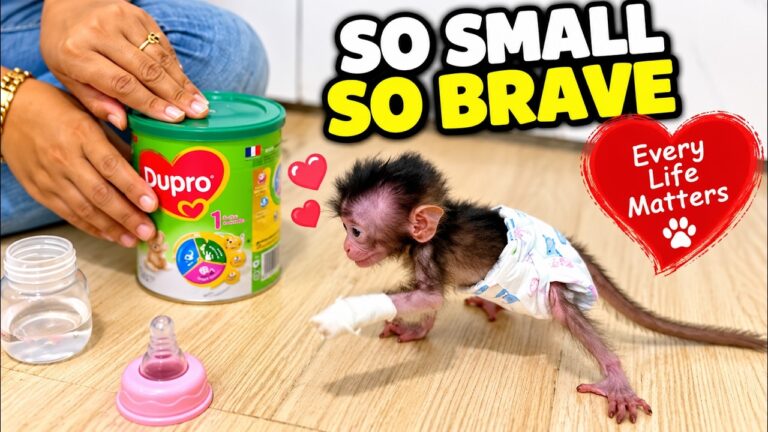 This Tiny Baby Monkey Is Learning to Fight for Every Step