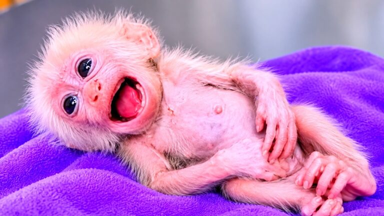 A Newborn Monkey’s Cry for a Late Bottle