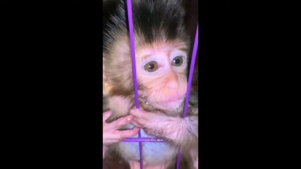 A Newborn Monkey's Wide-Eyed Stare Through the Cage Bars