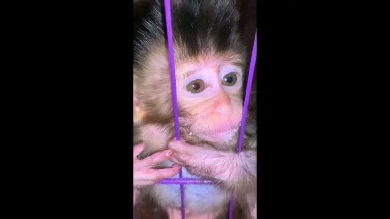 A Newborn Monkey’s Wide-Eyed Stare Through the Cage Bars