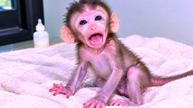 😭 Newly Abandoned Baby Monkey Screams Loudly to Tell Mom, “I’m Hungry!” 🐒💔