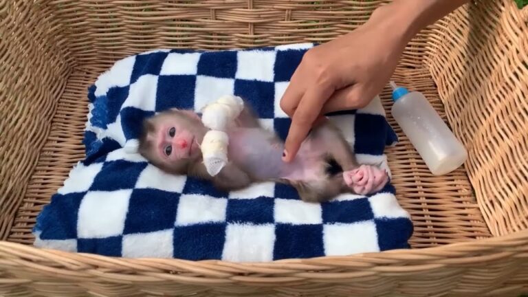 Adorable Baby Monkey Care Routine 🐒🍼 | Cute Rescue Monkey Gets Belly Rubs ❤️