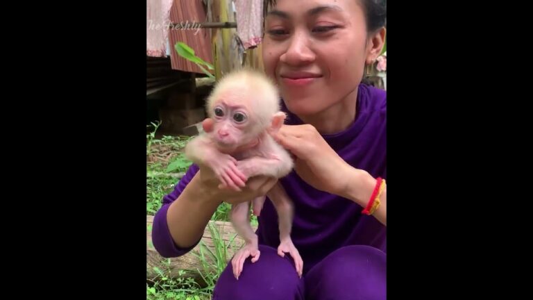 Today, Mother Welcomes a New Family Member from Two Neighbors 🐒❤️ | This Baby Monkey Is So Cute!