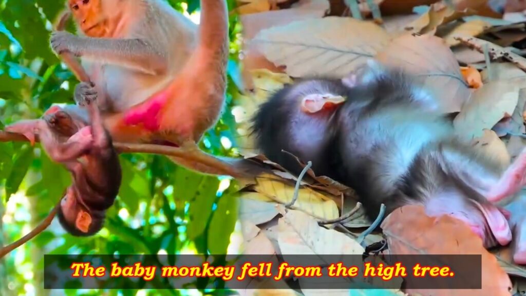 Baby Macaque Takes a Fall, Then Settles Back Down