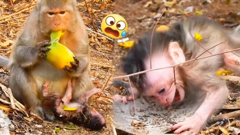 The Most Heartbreaking Scene 💔🐒 | A Tiny Baby Monkey Longs for a Mother’s Love
