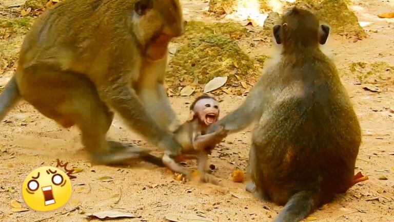 The Poor Baby Monkey Was Taken by Another Monkey Right in Front of Its Mother 🐒💔 | A Heartbreaking Moment