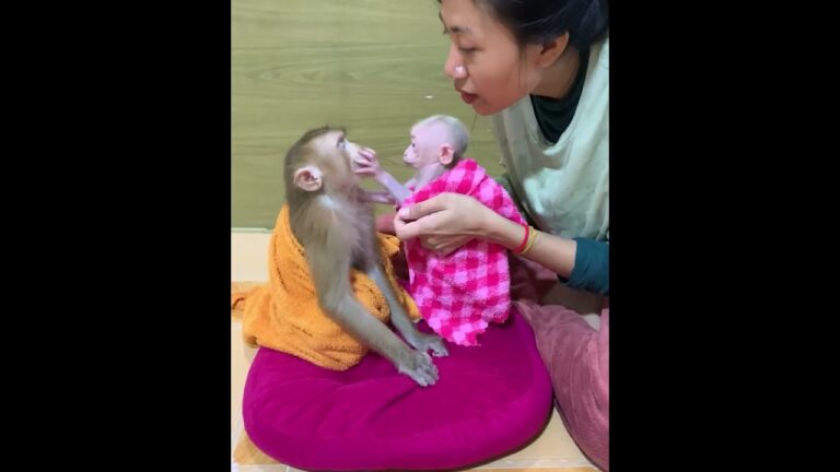 So Adorable! Baby Monkey Feels Loved as Mommy Cares for Him and Shares Delicious Food 🐒🍌❤️