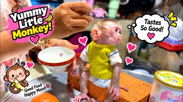 Tiny Monkey’s Adorable Day! 🐒❤️ Big Dreams, Happy Snacks & Sweet Baby Moments! 🍌🥰