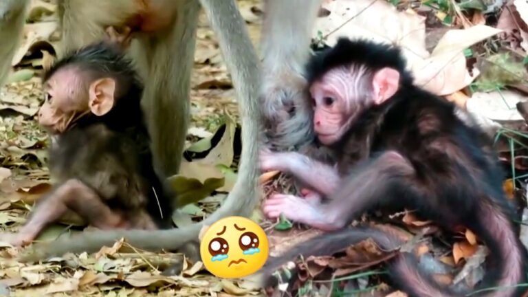 Baby Monkey Clings Tightly to Mommy, but She Keeps Trying to Move Away 🐒💔😭 | A Heartbreaking Moment