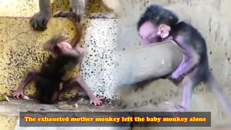 The Mother Monkey Was Exhausted After Giving Birth, Leaving Her Poor Baby Alone 🐒💔 | A Heartbreaking Wildlife Story