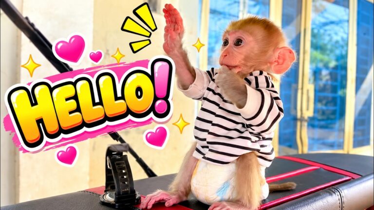 Cute Baby Monkey Says HELLO! 🐒💖 Adorable Monkey Moments That Will Melt Your Heart! 🥰🌸