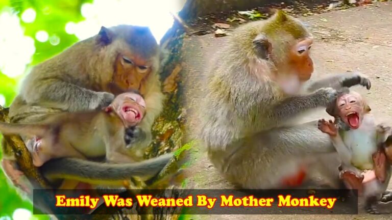 Mother Monkey Starts Weaning Baby Emily 🐒💔 | Emily Gets Angry and Screams Loudly!