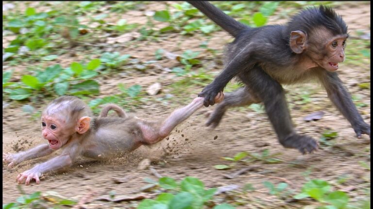 WOW! Unbelievable! Baby Alfie Gets Dragged Away by a Black Monkey! 💔🐒 What an unbelievable