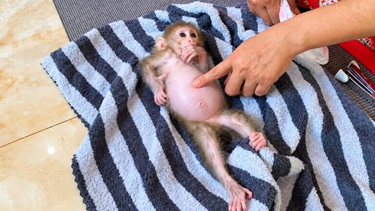 Mommy Gives the Baby Monkey a Bath! 🐒🛁❤️ | The Tiny Baby Is Extremely Itchy!