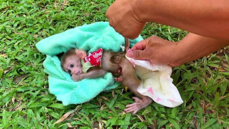 Mommy Gently Cleans Her Baby Monkey and Gives Him a Bath! 🐒🛁❤️ | Sweet Baby Care Routine